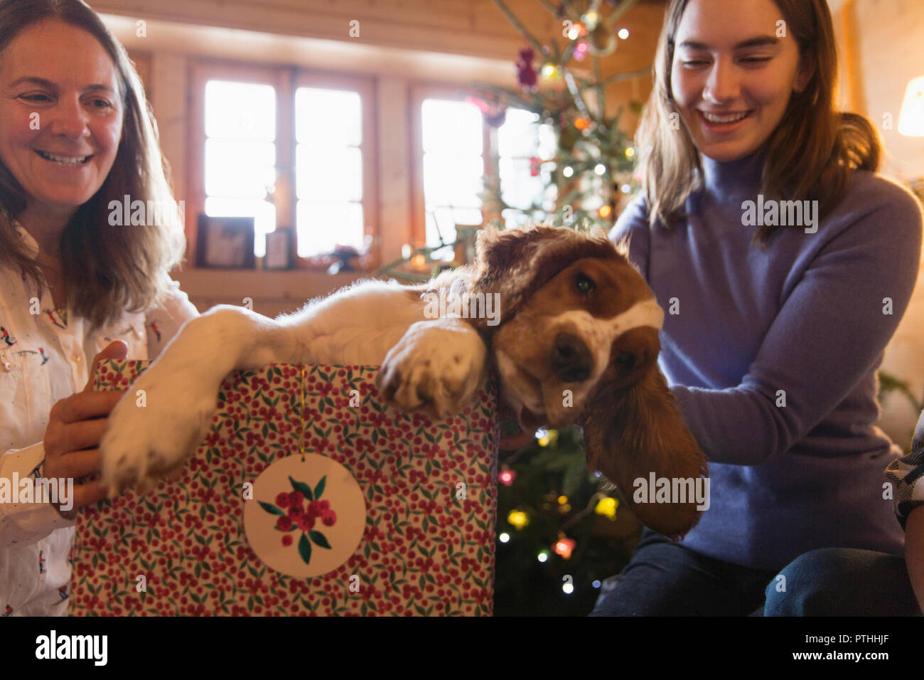 Madre e figlia giocando con il cane in regalo di Natale box Foto Stock