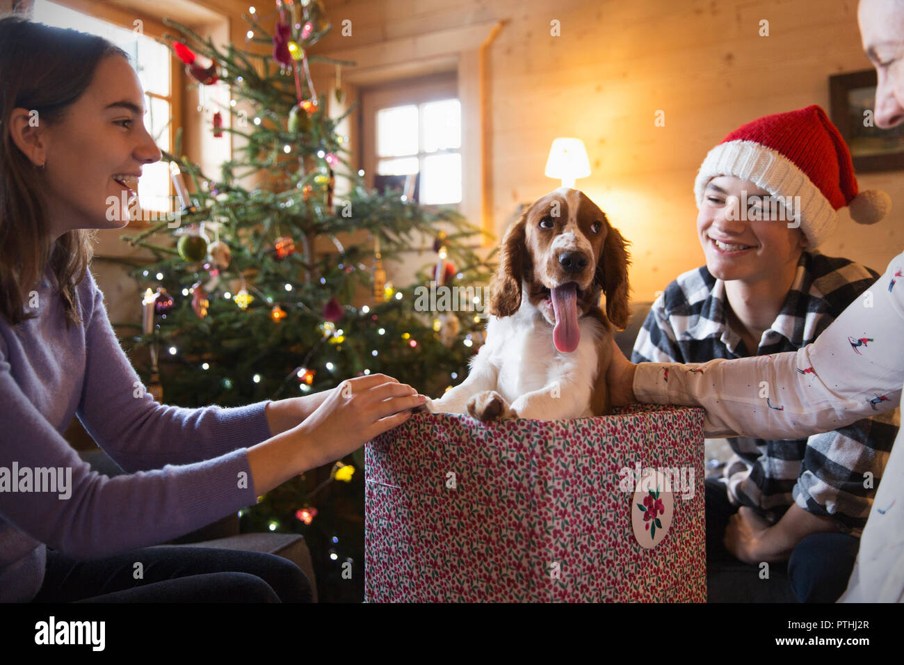 La famiglia felice con il cane in regalo di Natale box Foto Stock