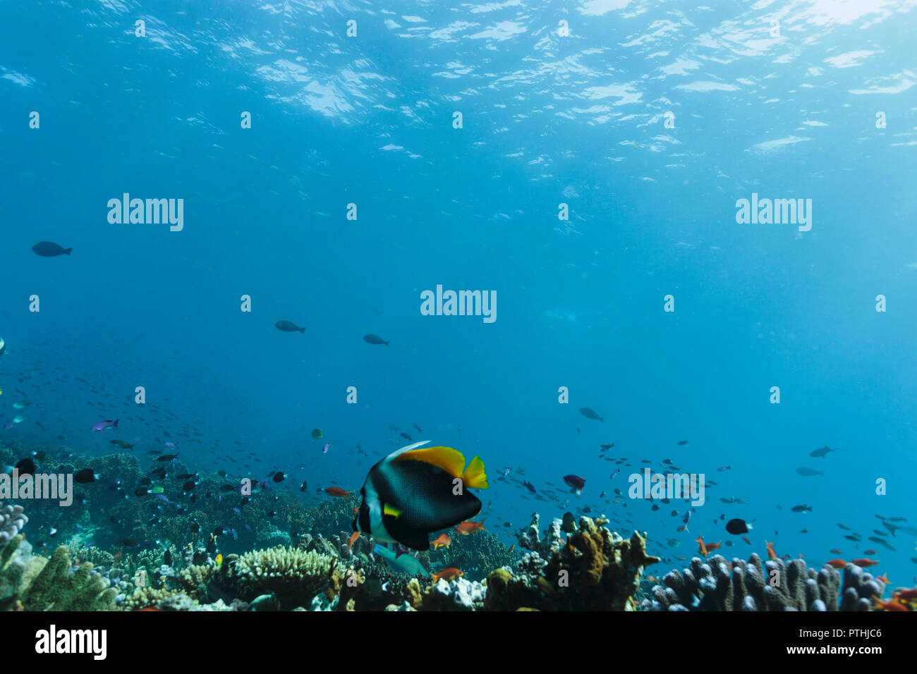 Pesce tropicale nuoto sott'acqua tra il reef in oceano idilliaco, Vava'u, Tonga, Oceano Pacifico Foto Stock