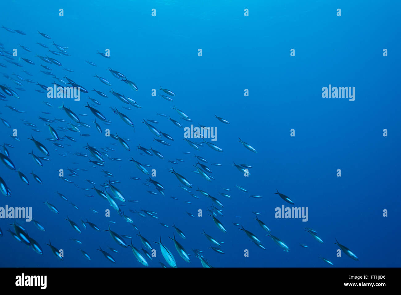 Scuola di pesce che nuota sott'acqua nel blu oceano, Vava'u, Tonga, Oceano Pacifico Foto Stock