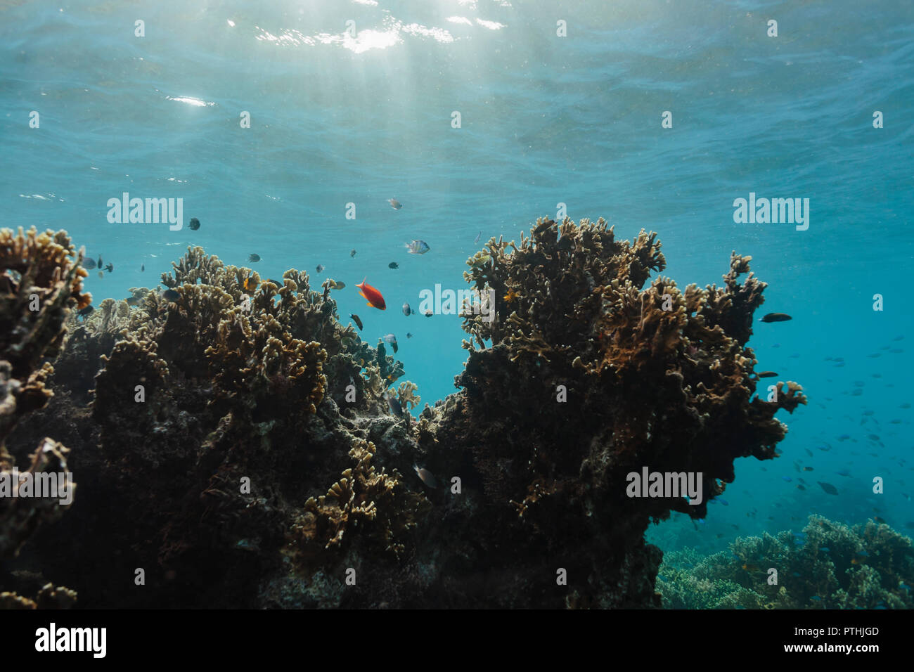 Pesce tropicale nuoto sott'acqua tra reef, Vava'u, Tonga, Oceano Pacifico Foto Stock