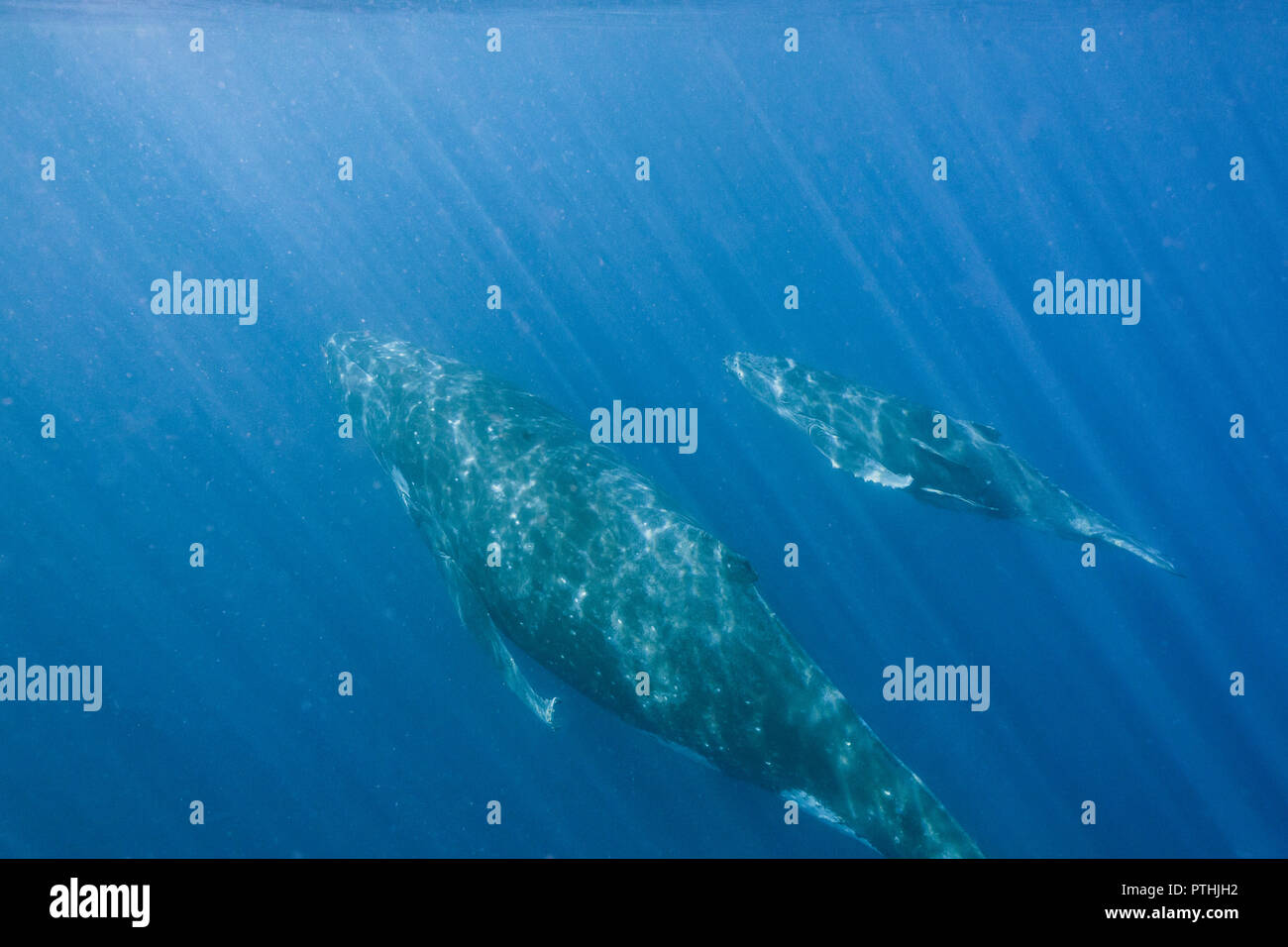 Humpback Whale e vitello nuoto subacqueo, Vava'u, Tonga, Oceano Pacifico Foto Stock