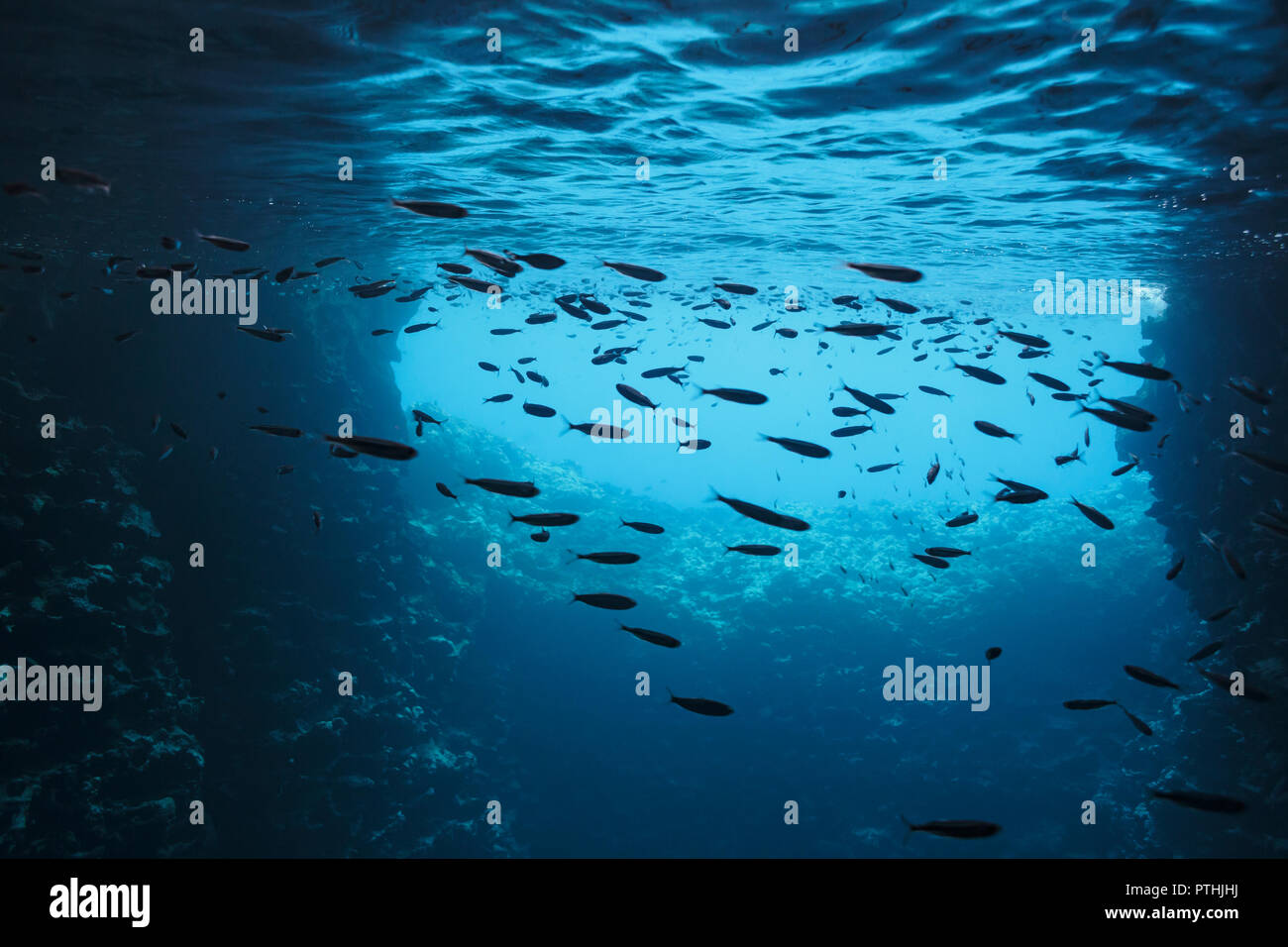 Pesce che nuota sott'acqua nel blu oceano, Vava'u, Tonga, Oceano Pacifico Foto Stock