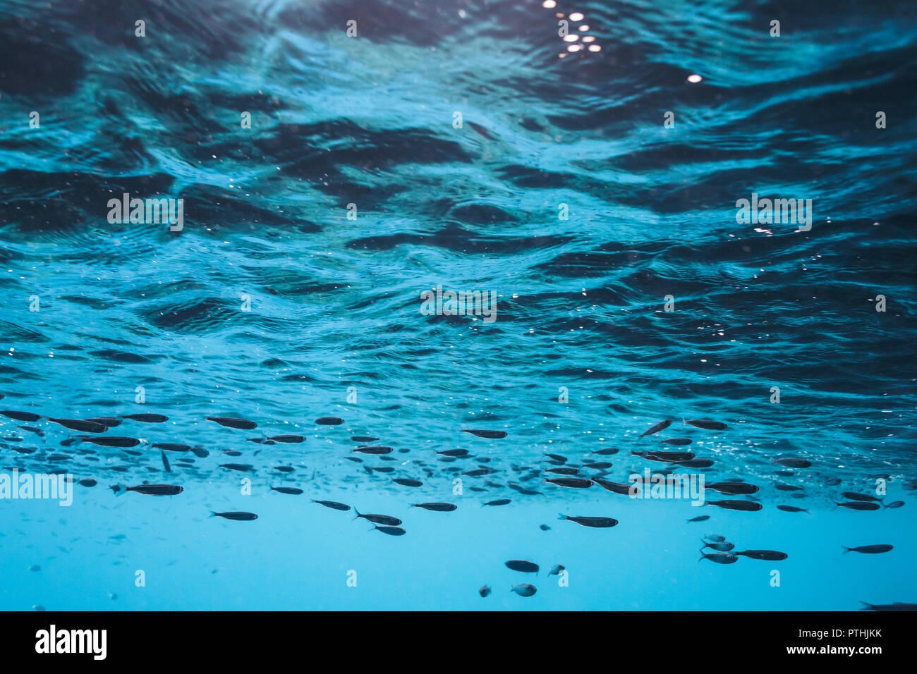 Pesce che nuota sott'acqua sotto la superficie, Vava'u, Tonga, Oceano Pacifico Foto Stock