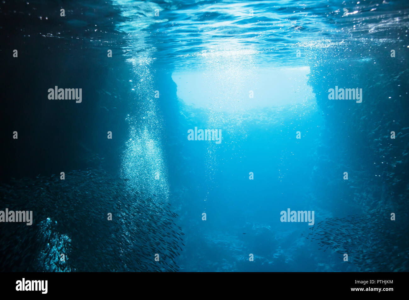 Le scuole di pesce che nuota sott'acqua nel tranquillo oceano blu, Vava'u, Tonga, Oceano Pacifico Foto Stock