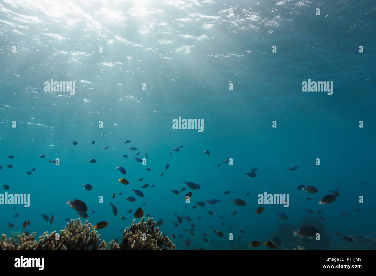 Sole che splende su tropic pesce nuotare sott'acqua, Vava'u, Tonga, Oceano Pacifico Foto Stock