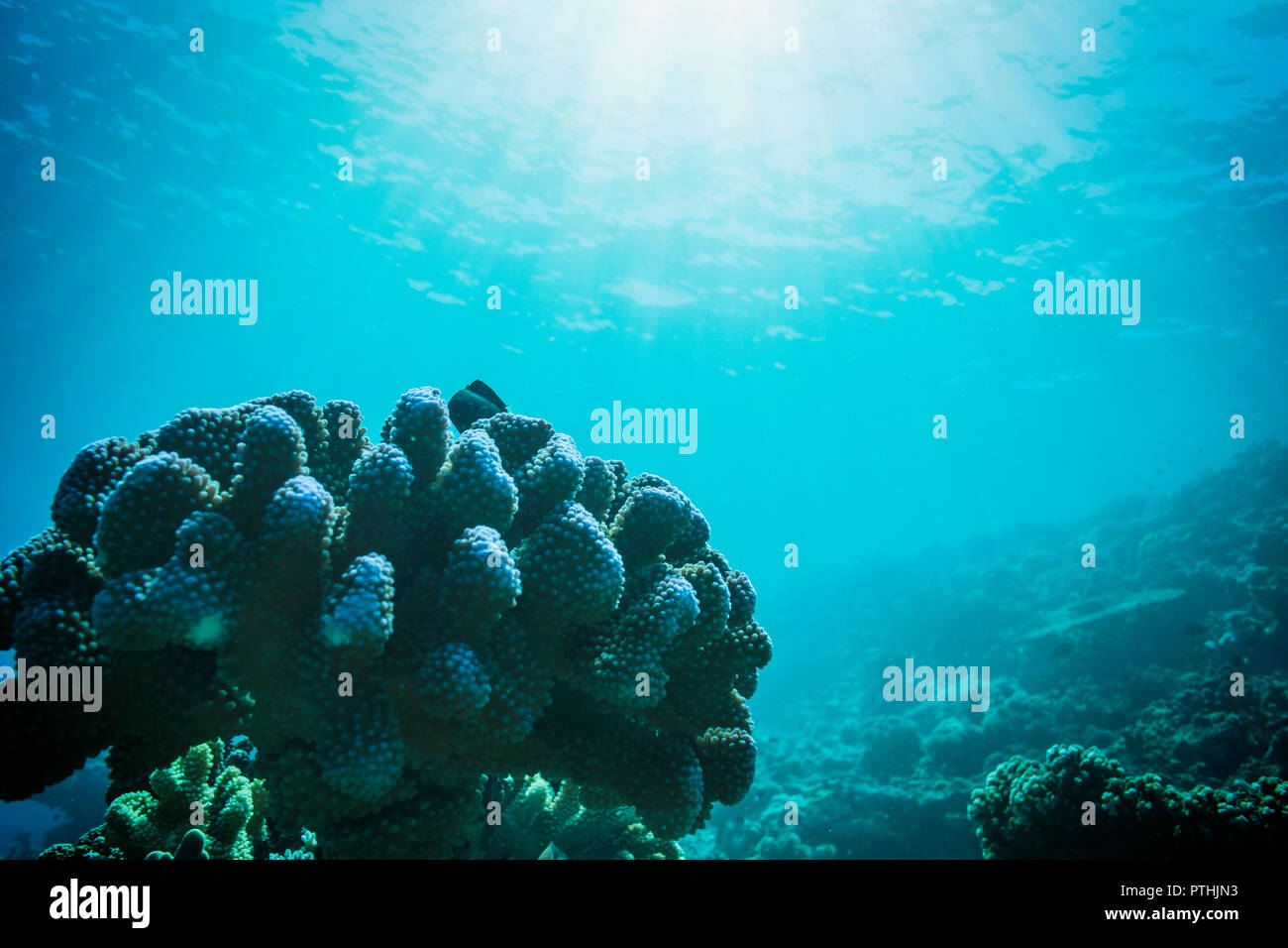 Sole che splende su subacquea Tropical Ocean Reef, Vava'u, Tonga, Oceano Pacifico Foto Stock