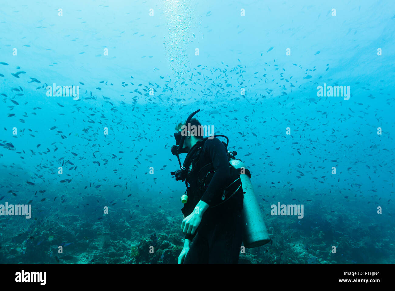 L'uomo scuba diving underwater tra scuola di pesce, Vava'u, Tonga, Oceano Pacifico Foto Stock