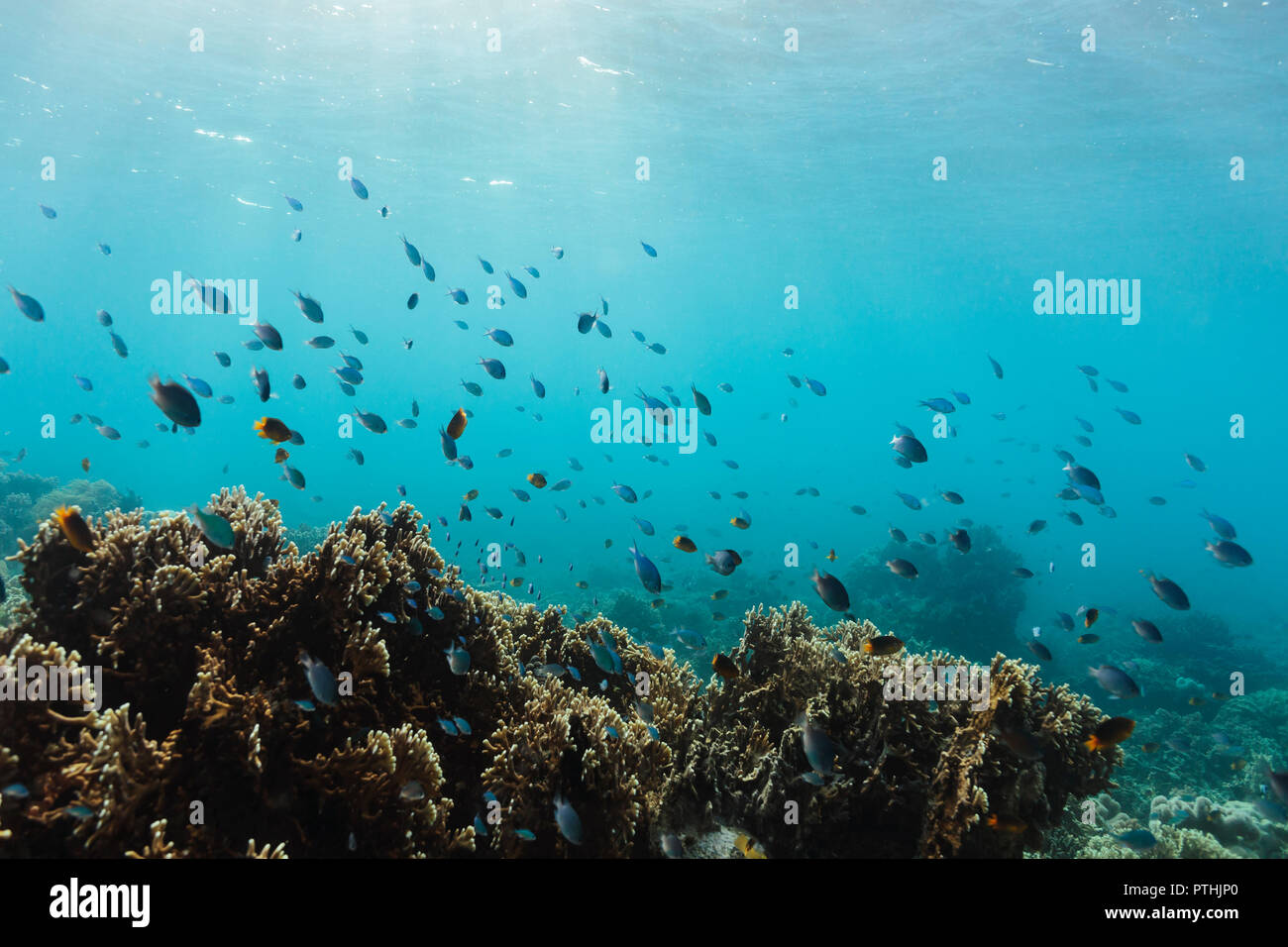 Tropic pesce nuotare tra i reef subacquea, Vava'u, Tonga, Oceano Pacifico Foto Stock