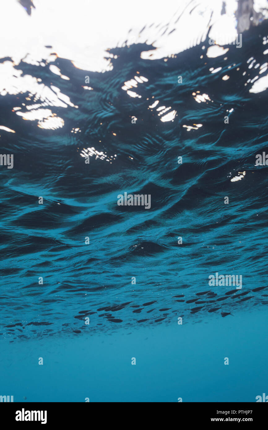 Subacquea blu tranquille acque oceaniche, Vava'u, Tonga, Oceano Pacifico Foto Stock
