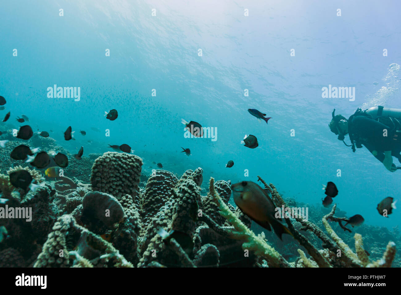L'uomo scuba diving underwater tra pesci tropicali, Vava'u, Tonga, Oceano Pacifico Foto Stock