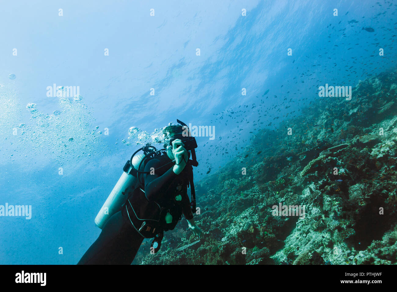 Ritratto subacqueo in immersione subacquea, Vava'u, Tonga, Oceano Pacifico Foto Stock