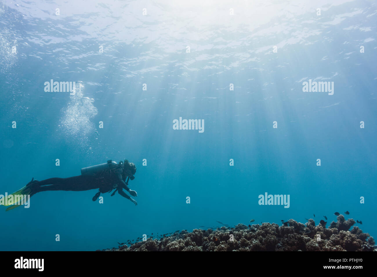 Donna immersioni subacquee, Maldive, Oceano Indiano Foto Stock