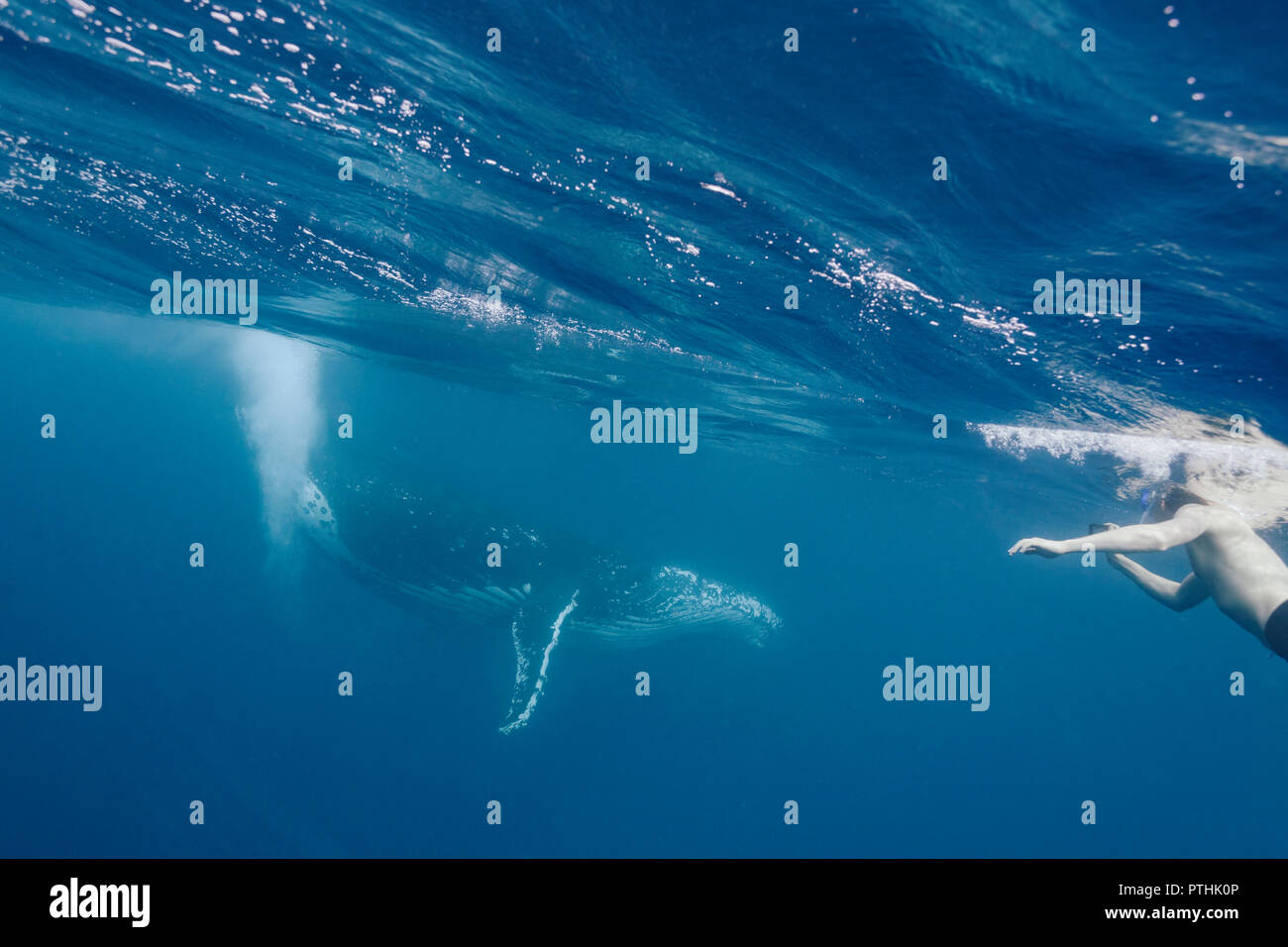 L'uomo nuotando vicino Humpback Whale, Vava'u, Tonga, Oceano Pacifico Foto Stock