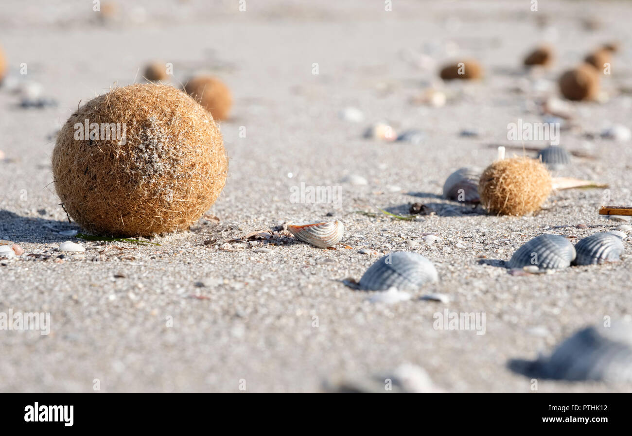 Le sfere del mare su una spiaggia da Posidonia oceanica, Nettuno erba Tapeweed Mediterranea di materiale fibroso (egagropili), vicino a Arborea, Sardegna, Italia Foto Stock