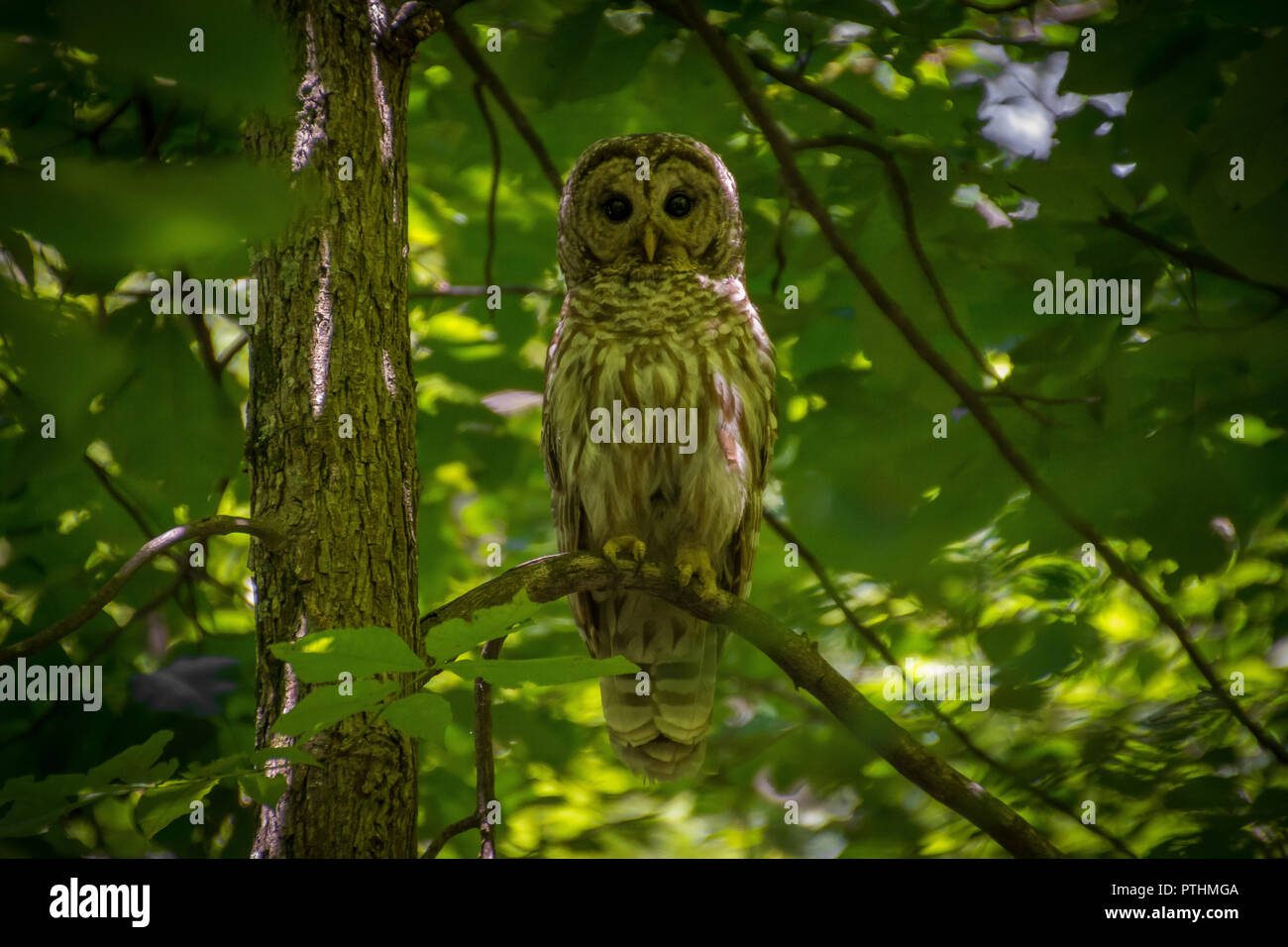 Bloccate il gufo su un ramo nel Parco Nazionale di Shenandoah Foto Stock