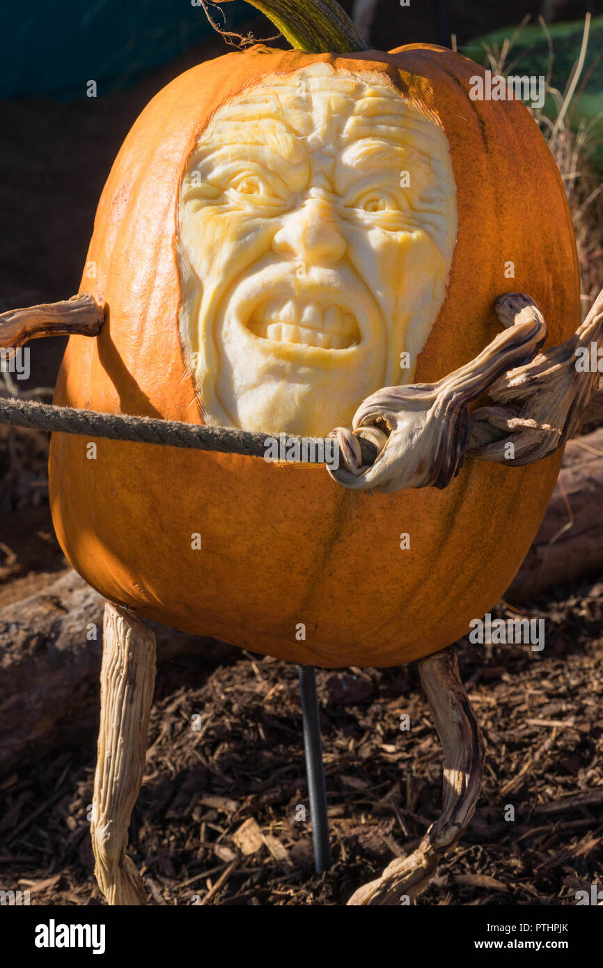 Il teso l'espressione di un maschio scolpito in una zucca come si tira su una fune. Malvern Autunno Mostra, settembre 2018. Foto Stock