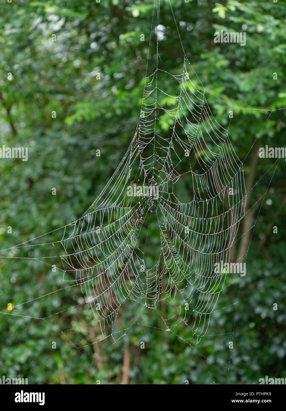 Spider Web con gocce di rugiada appesa da albero Foto Stock