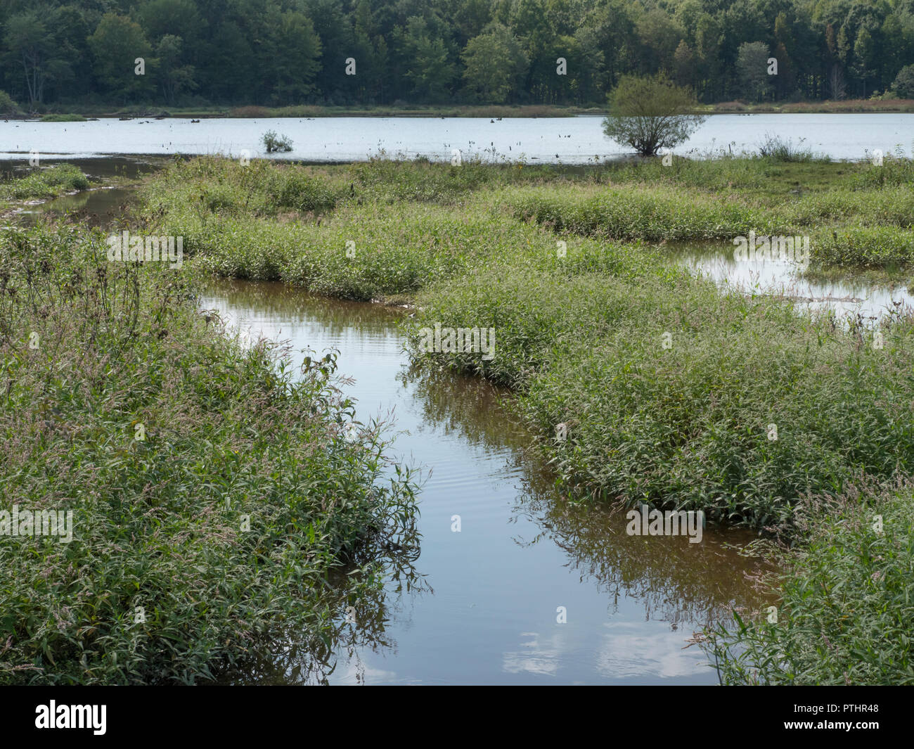 Le zone umide con bassa vegetazione in primo piano e gli alberi dietro l'acqua in background Foto Stock
