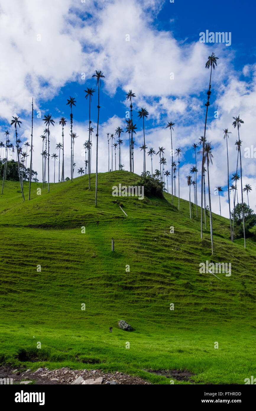 La cera di QUINDIO PALM TREE - COCORA VALLEY - COLOMBIA Foto Stock