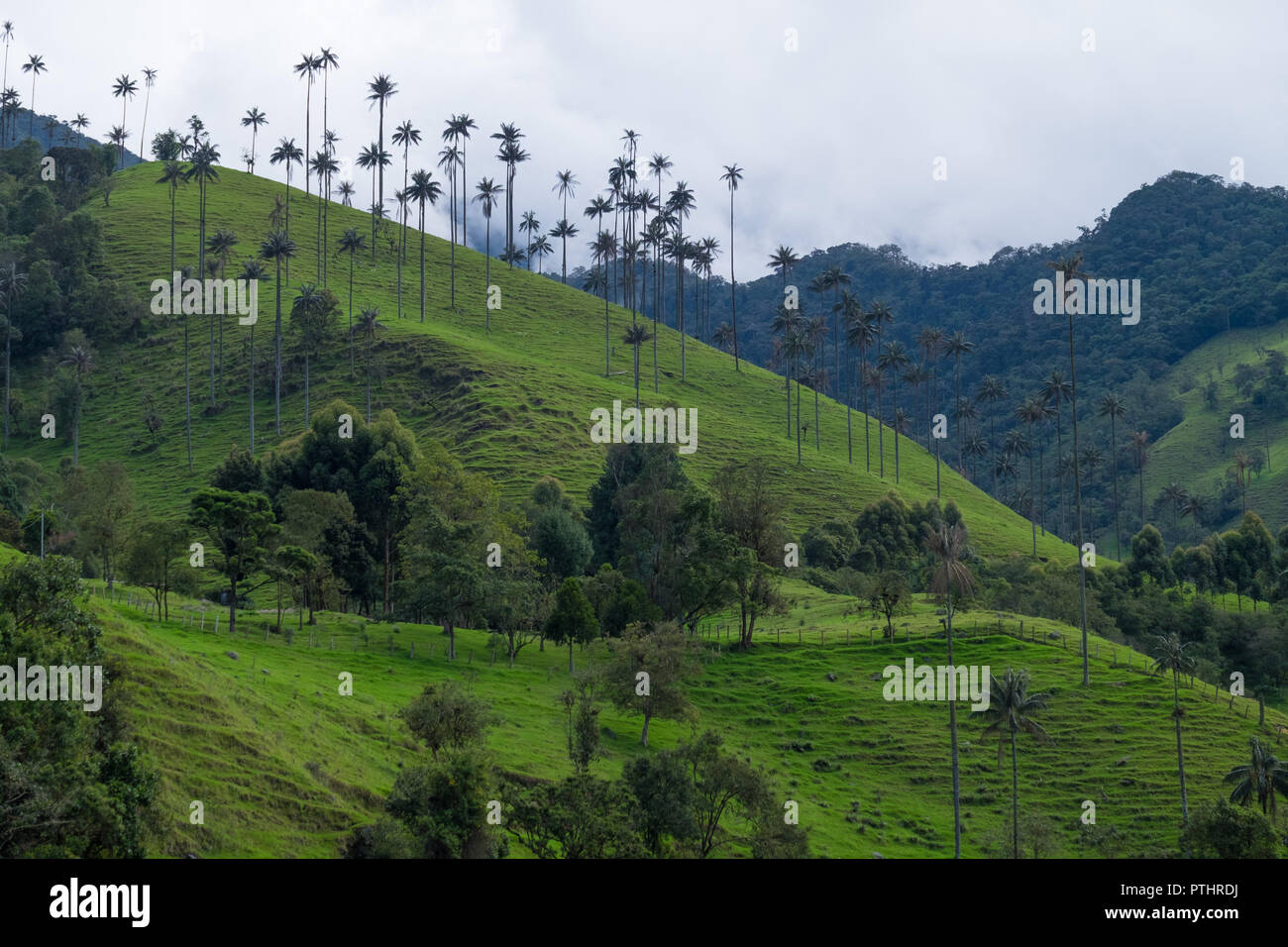 Cera PALM TREE IN COCORA VALLEY - COLOMBIA Foto Stock