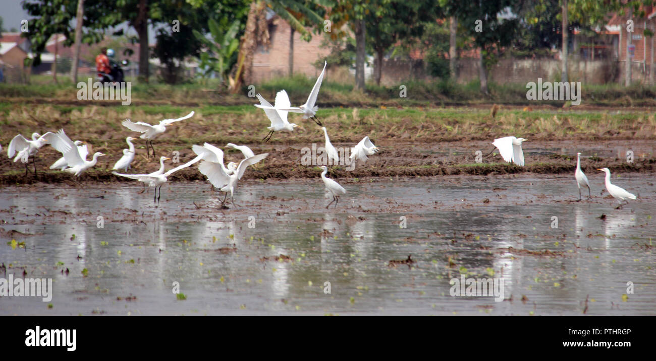 Gli aironi volare in campi di riso. Bandung, Indonesia, sud-est asiatico Foto Stock