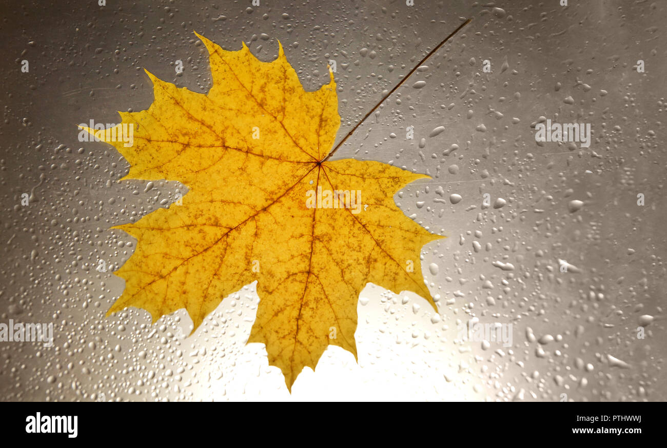 Gocce d'acqua autunno sfondo grigio close-up sun impostazione maple leaf Foto Stock