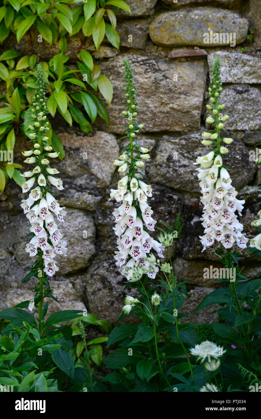Digitalis bianco dalmata ibrido F1,bianco,spotted,screziato,fiore,fiori,spike,punte,guglia,guglie,giardino,Molla,RM Floral Foto Stock