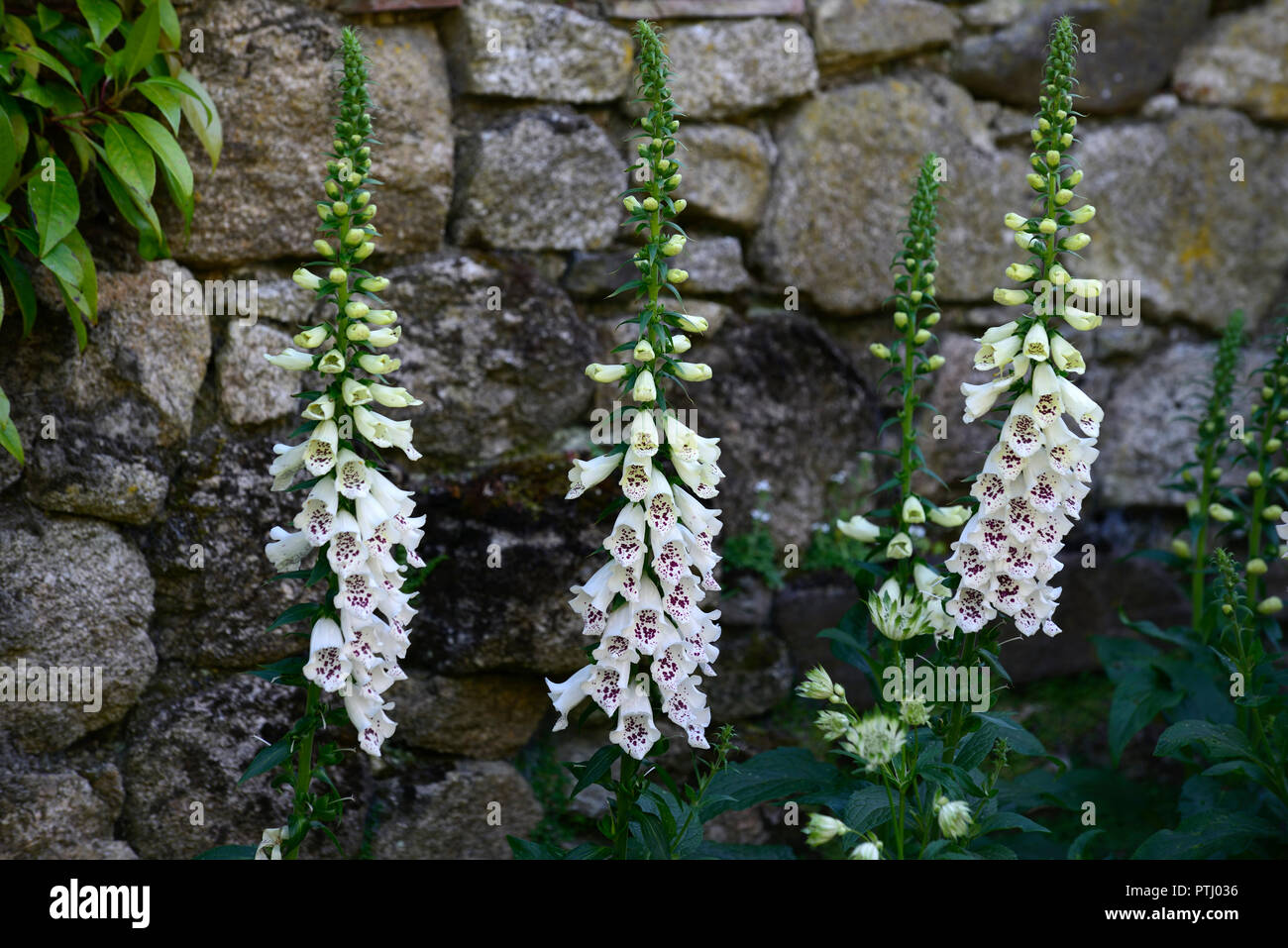 Digitalis bianco dalmata ibrido F1,bianco,spotted,screziato,fiore,fiori,spike,punte,guglia,guglie,giardino,Molla,RM Floral Foto Stock