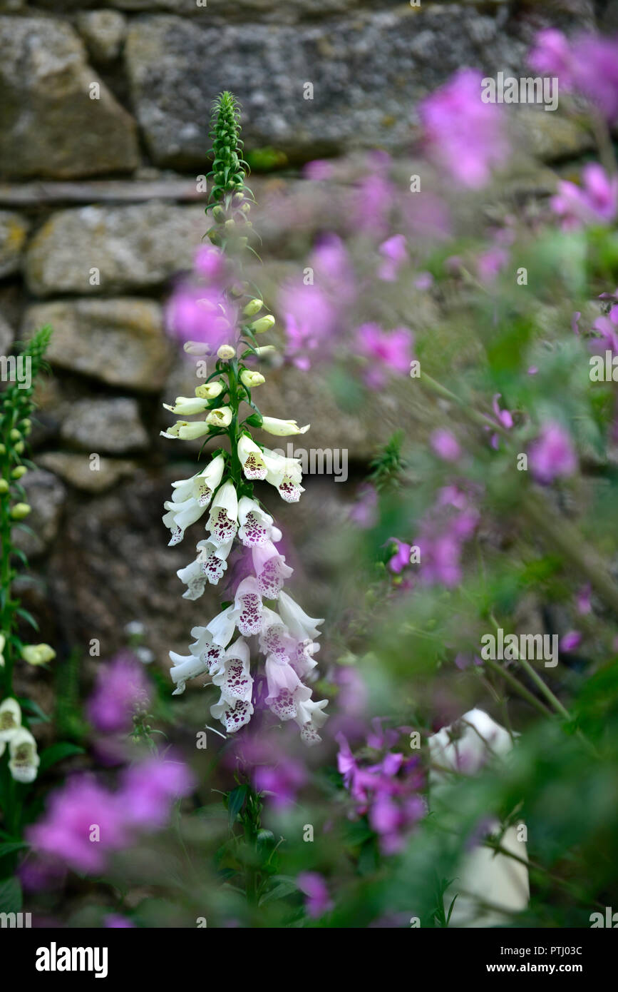 Digitalis bianco dalmata ibrido F1,bianco,spotted,screziato,fiore,fiori,spike,punte,guglia,guglie,giardino,Molla,RM Floral Foto Stock