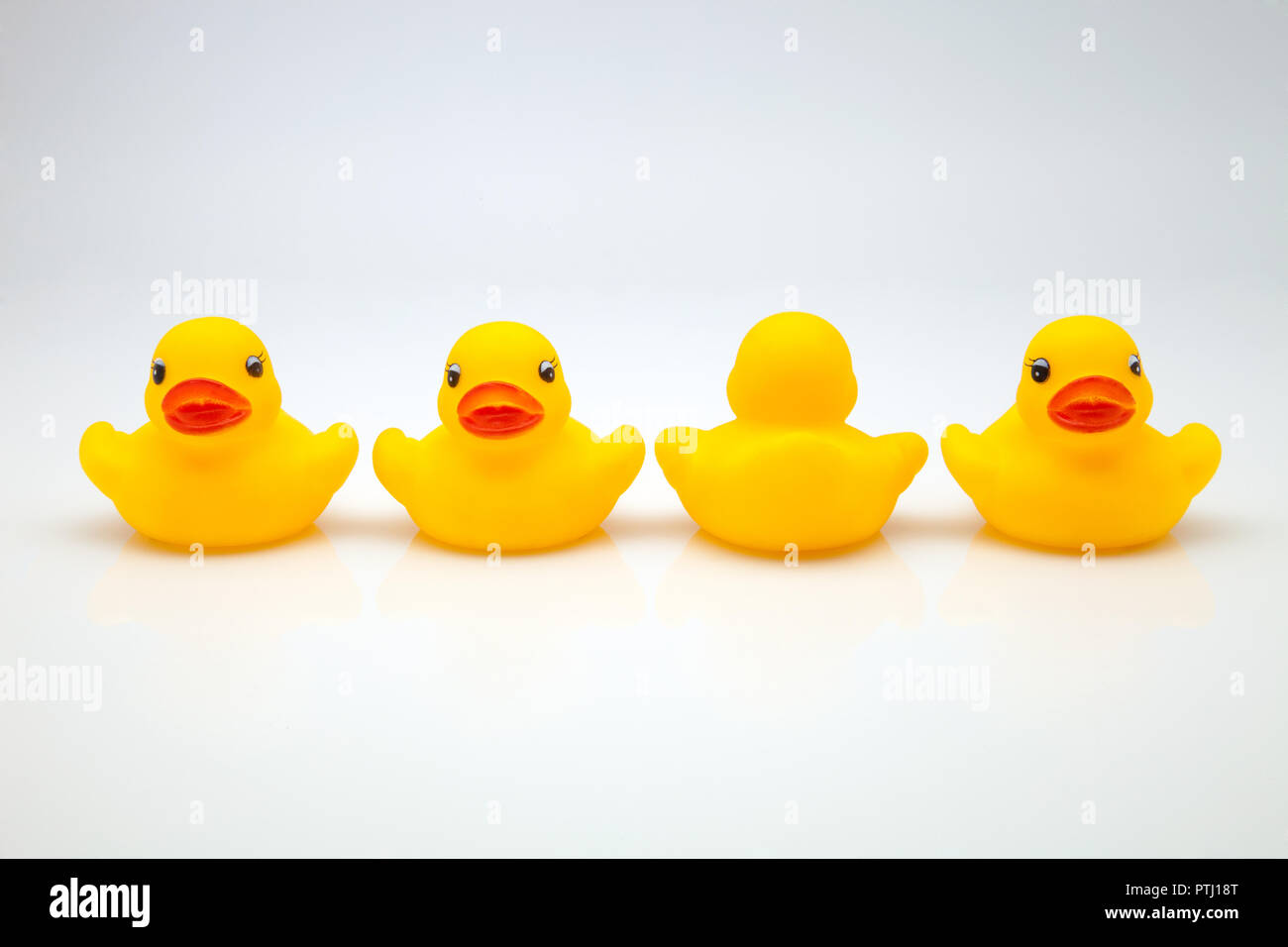 Gomma gialla anatre in linea Foto Stock