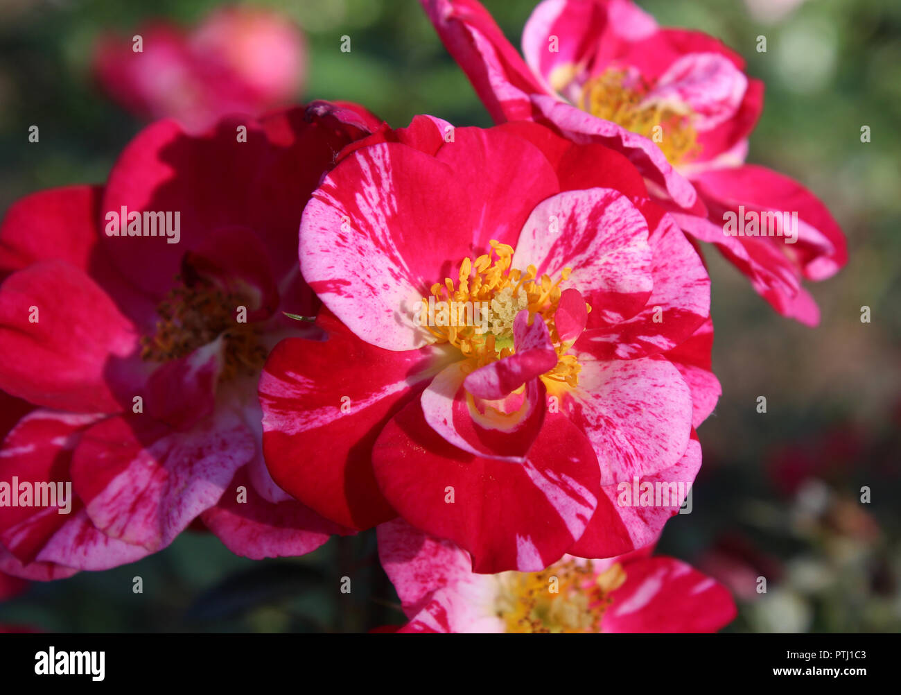 Una bella rosa e rosso, variegato di fiori di rose, nelle prime ore del mattino la luce del sole. Foto Stock