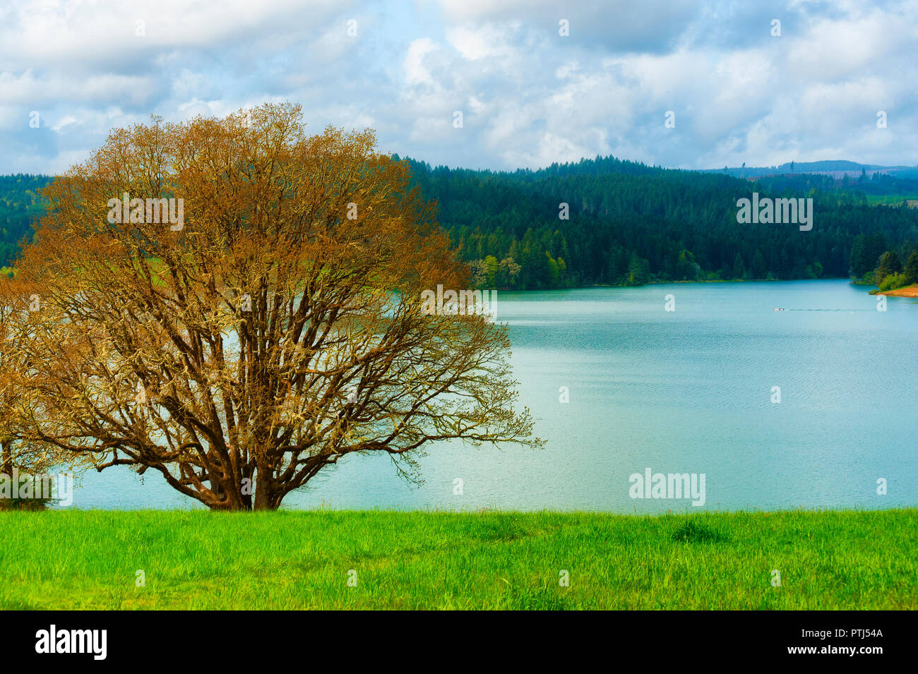 Un white Oak tree ancore questo incontaminato paesaggio del lago Hagg in Gaston Oregon Foto Stock