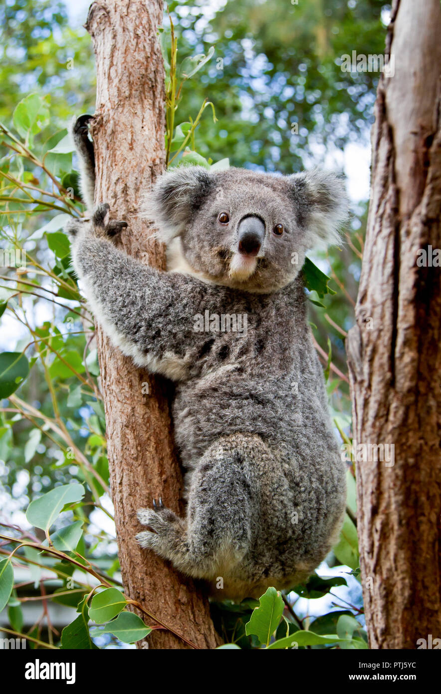 Le Migliori Offerte Portachiavi Koala Online - Fino A 71% Di - Foto 9