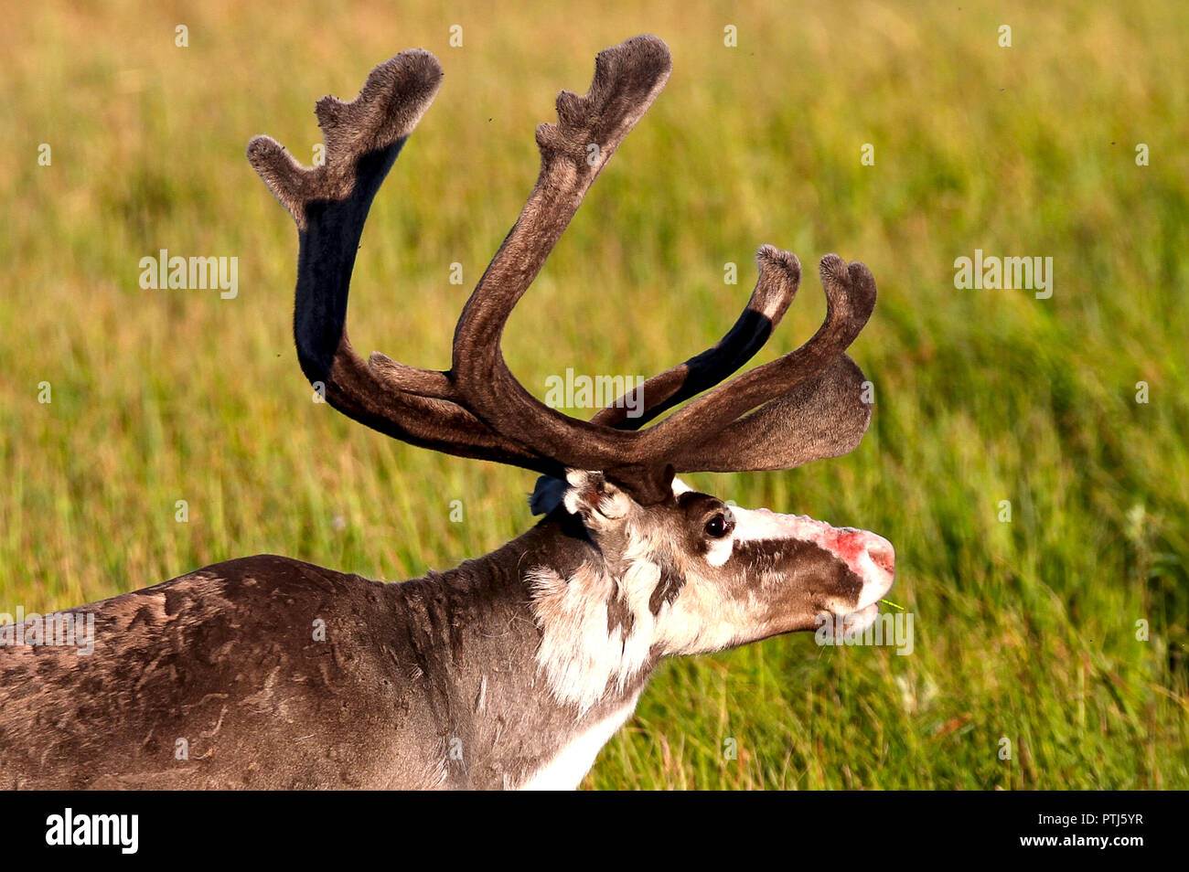 Una renna mangiare erba in Lapponia, Finlandia Foto Stock