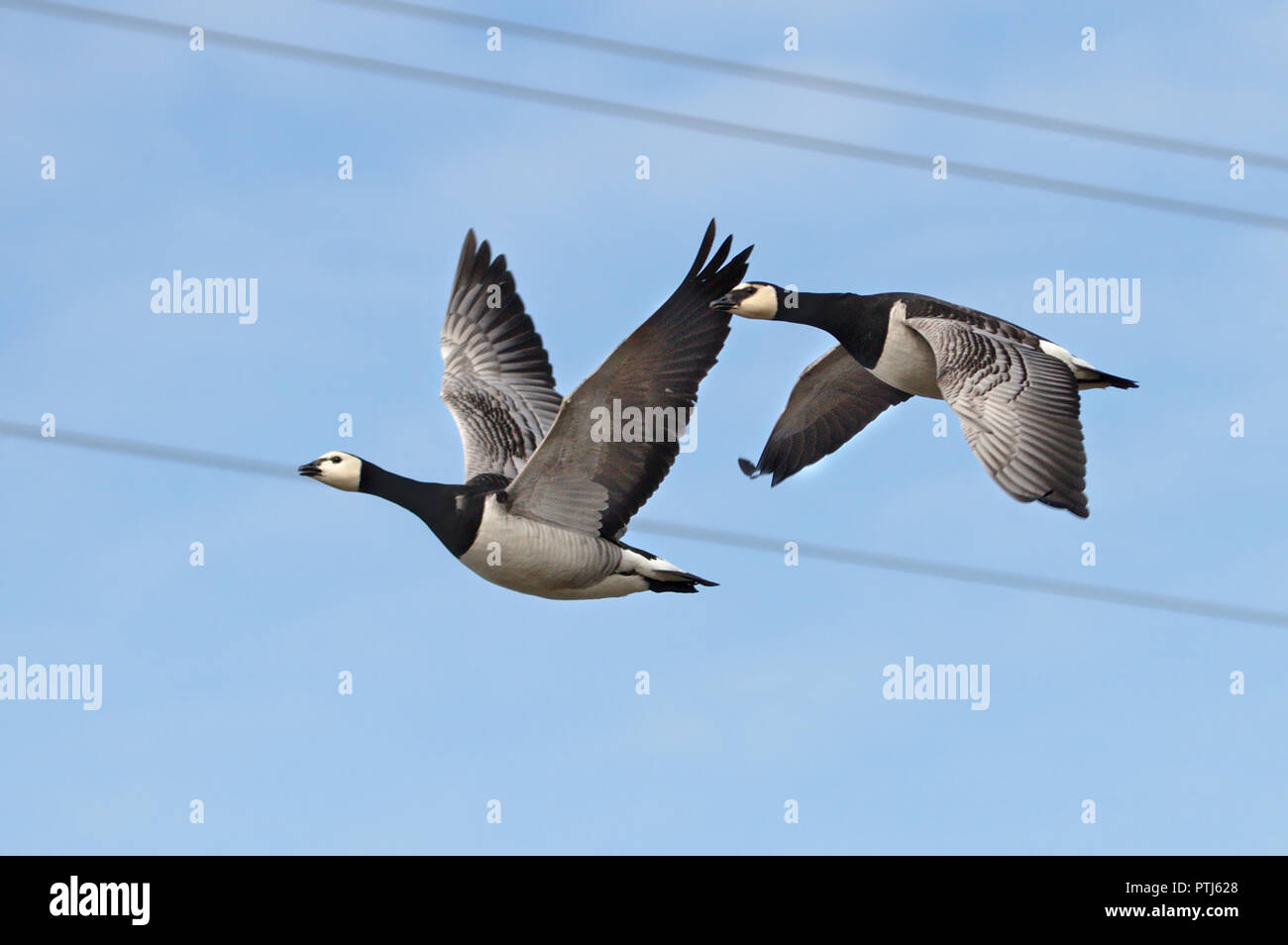 Due Canada oche in volo di ritorno dal sud Foto Stock