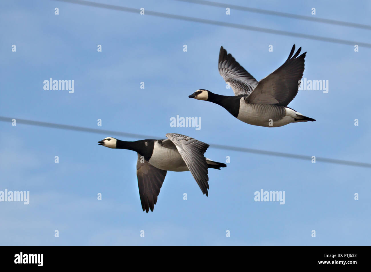 Due Canada oche in volo di ritorno dal sud Foto Stock
