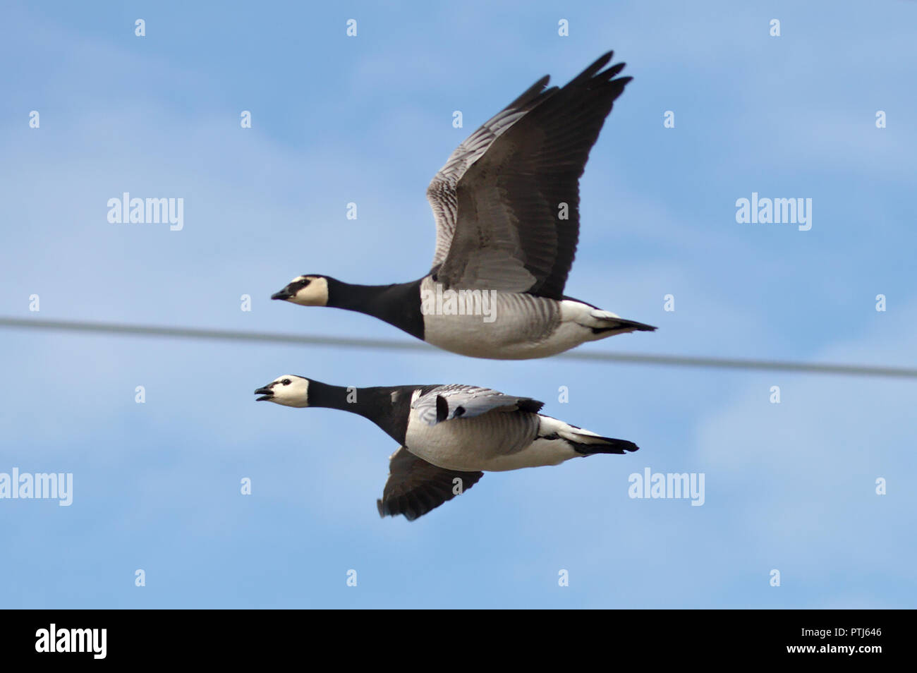 Due Canada oche in volo di ritorno dal sud Foto Stock