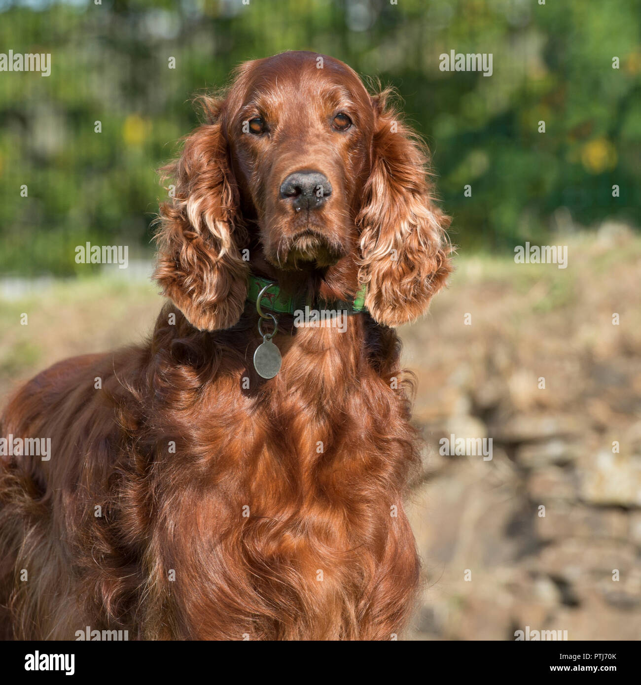 setter irlandese Foto Stock
