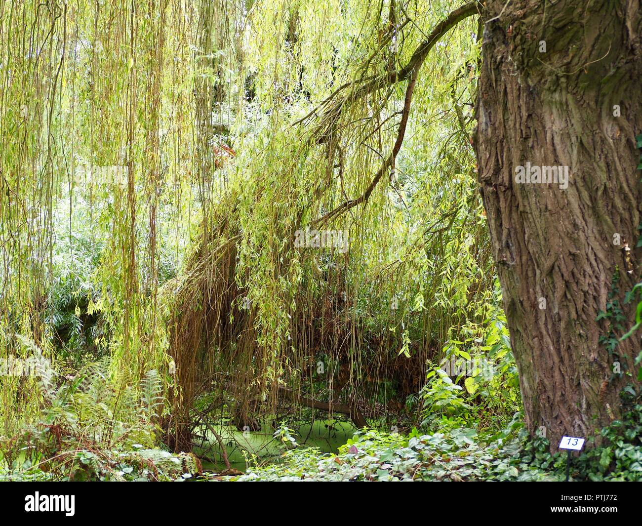 Sole che splende attraverso i rami di un salice piangente albero da un laghetto Foto Stock