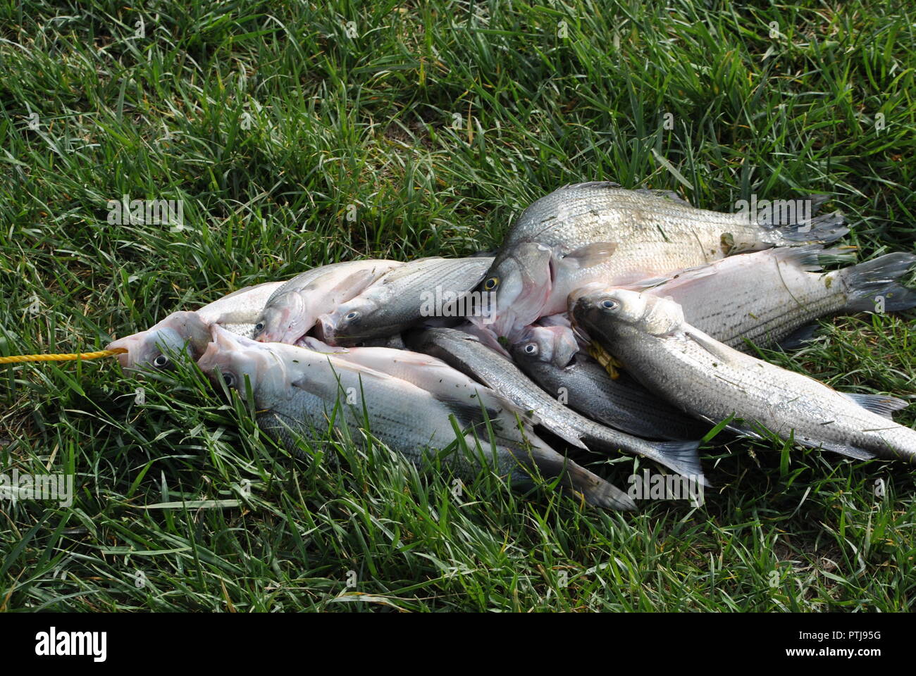 WHITE BASS,catturati durante la primavera corre, NEL FIUME SANDUSKY. Foto Stock