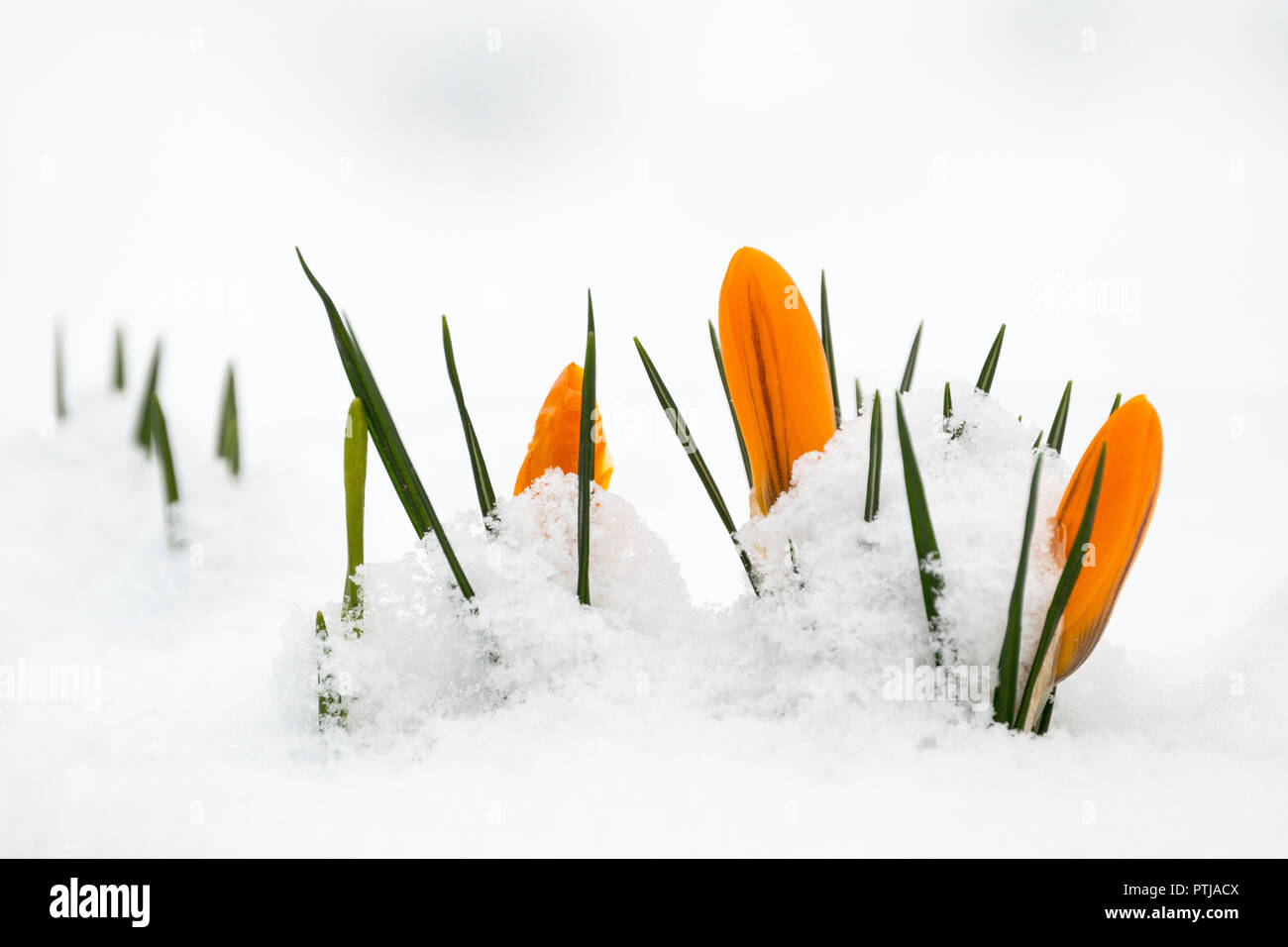 Crocus fiori spuntano attraverso la neve nel Leicestershire. Foto Stock