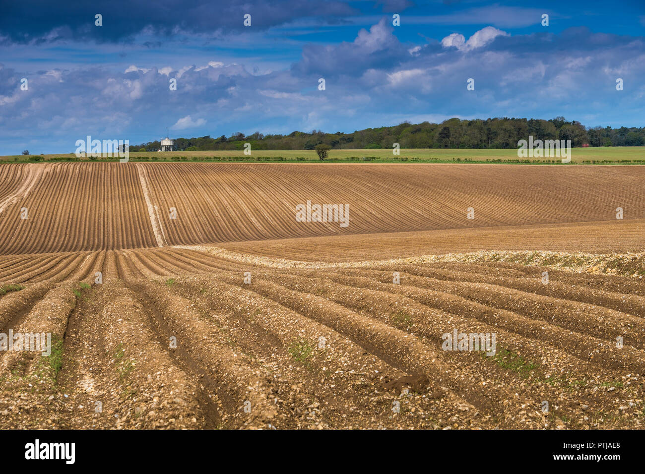 Campi coltivati nelle zone rurali di Norfolk. Foto Stock