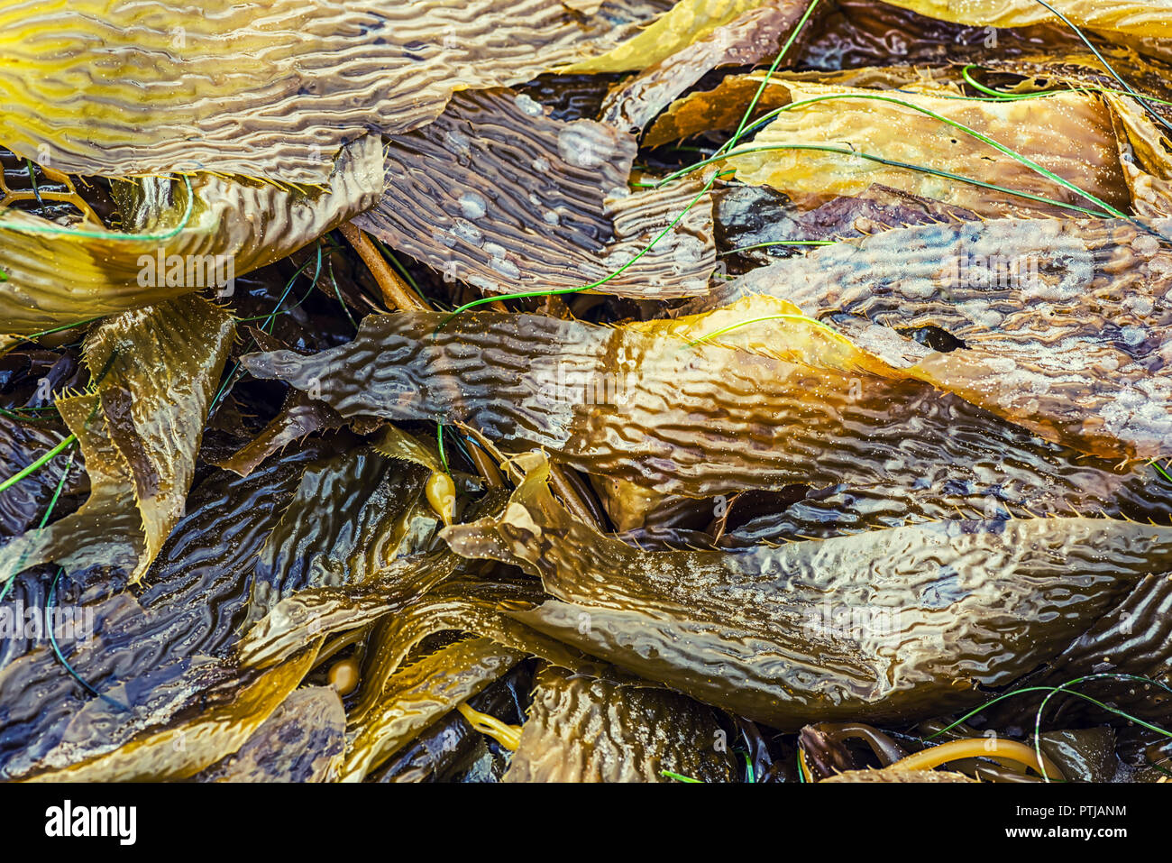 Kelp giacente su una spiaggia. Spiaggia ancora la vita della fotografia. Foto Stock