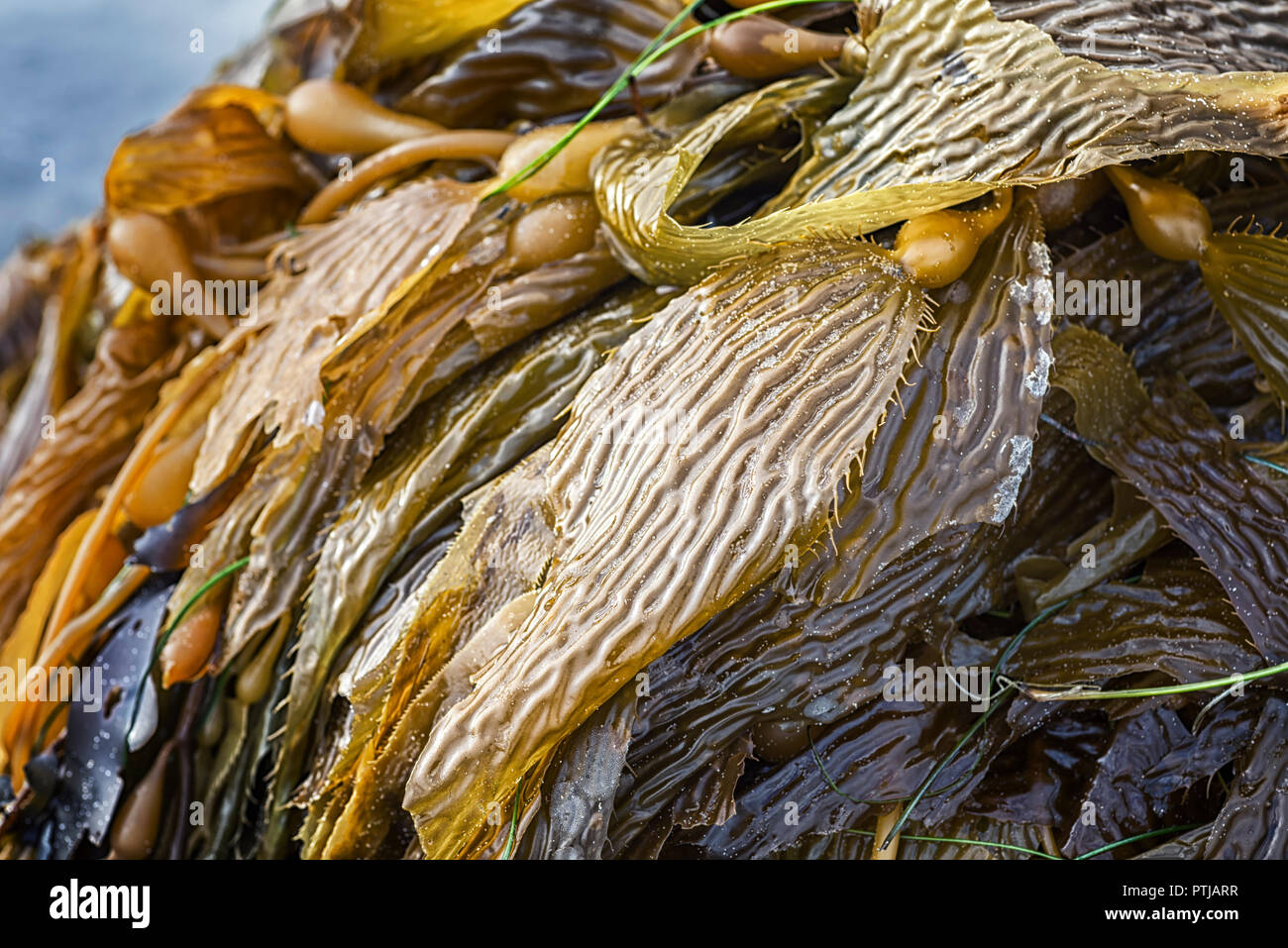 Kelp giacente su una spiaggia. Spiaggia ancora la vita della fotografia. Foto Stock