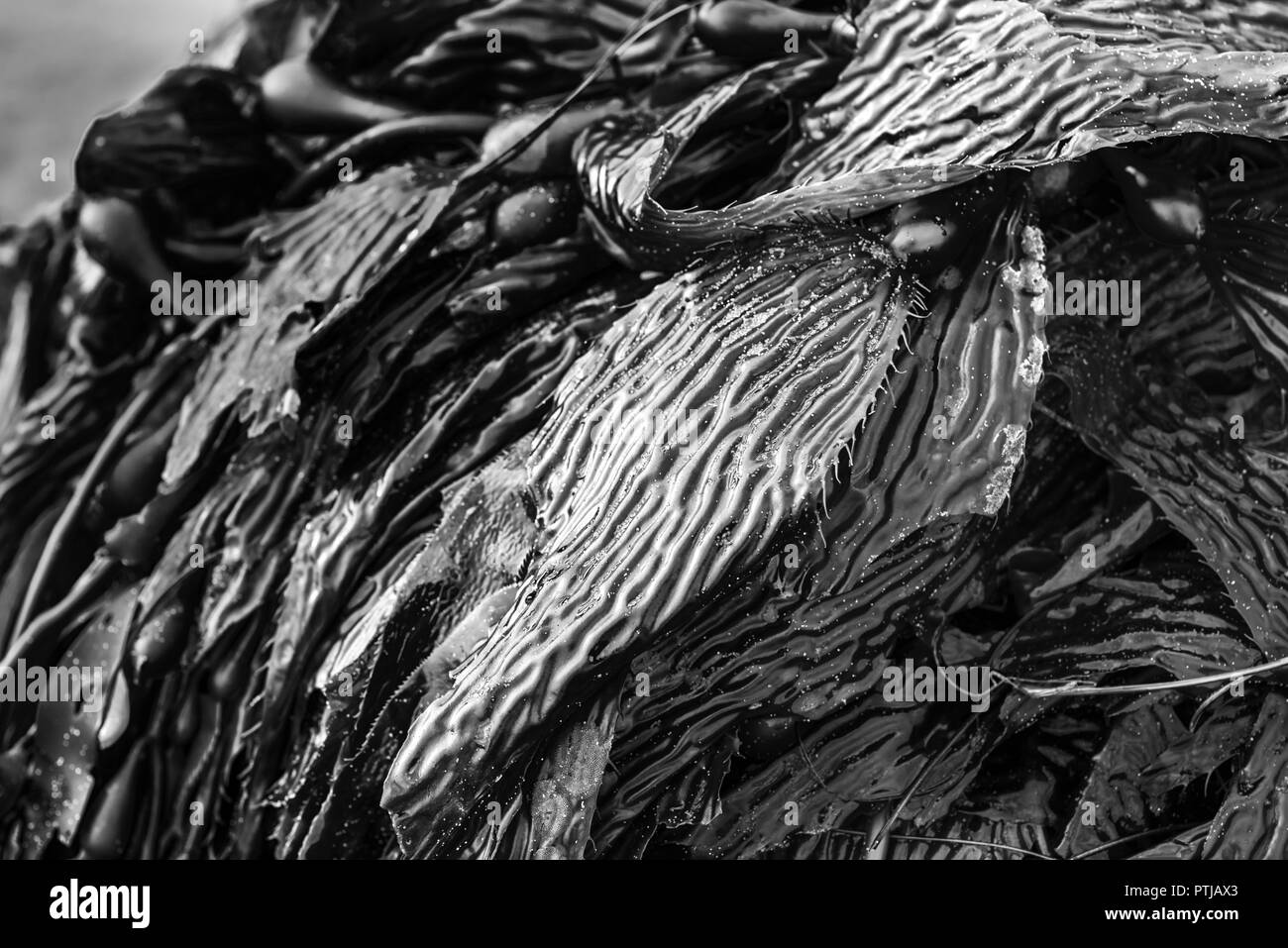 Kelp adagiato su una spiaggia della California del Sud in bianco e nero. Foto Stock