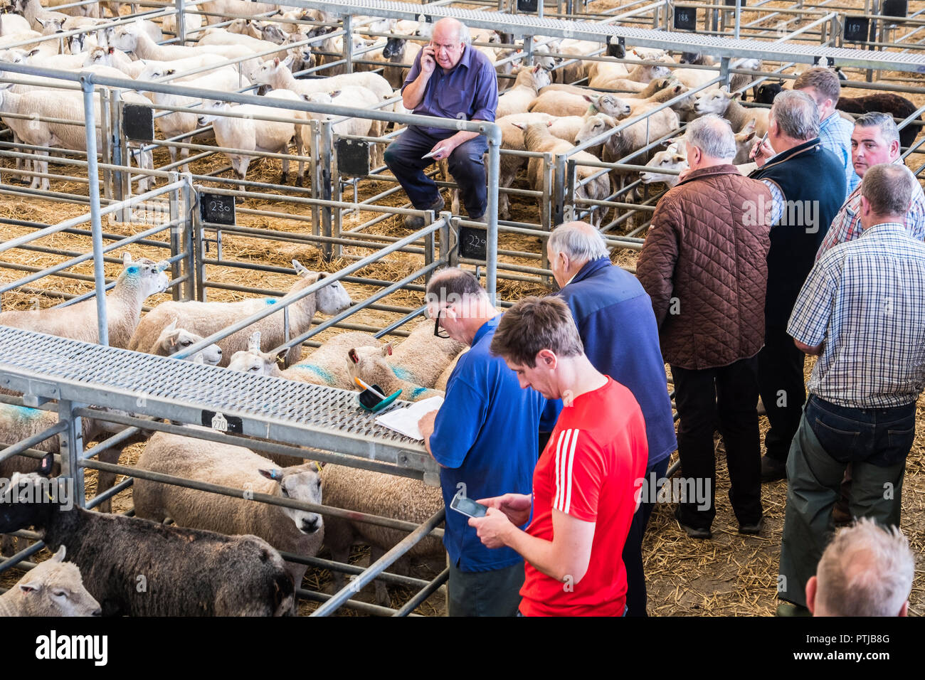 Gli acquirenti e i venditori tra gli ovili a Melton Mowbray mercato del bestiame. Foto Stock