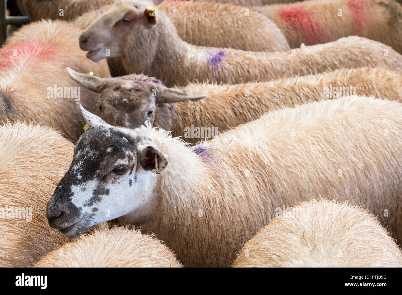 Pecore in penne a Melton Mowbray mercato del bestiame. Foto Stock