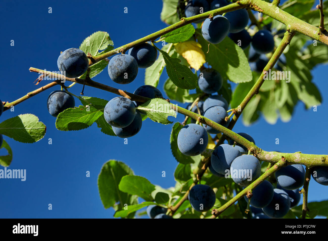 Prunus spinosa Prugnolo Prugnoli su un ramo UK Foto Stock