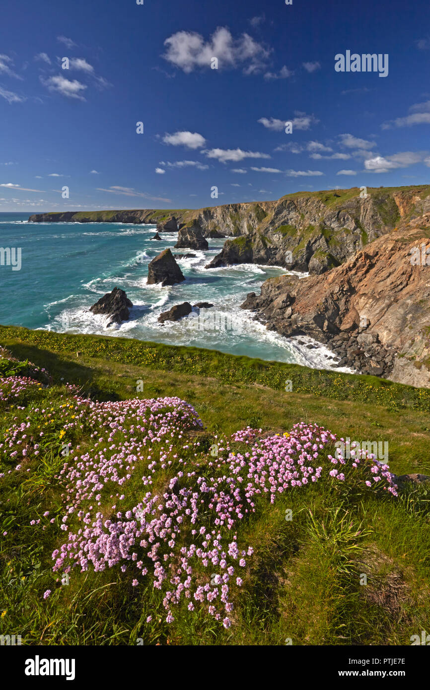 La parsimonia coperto cliff tops sopra Bedruthan Steps vicino Carnewas sulla North Cornish Coast. Foto Stock